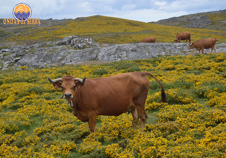 Serra da Freita - Gado bovino da raça Arouquesa - Arouca