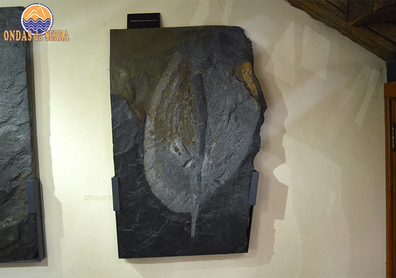 Centro de Interpretação Geológica de Canelas, fósseis de trilobites