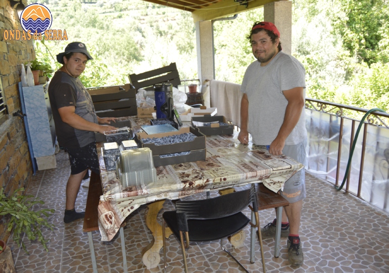 Produção de mirtilos em Meitriz - Arouca, Norberto Brandão e o filho Rui Brandão