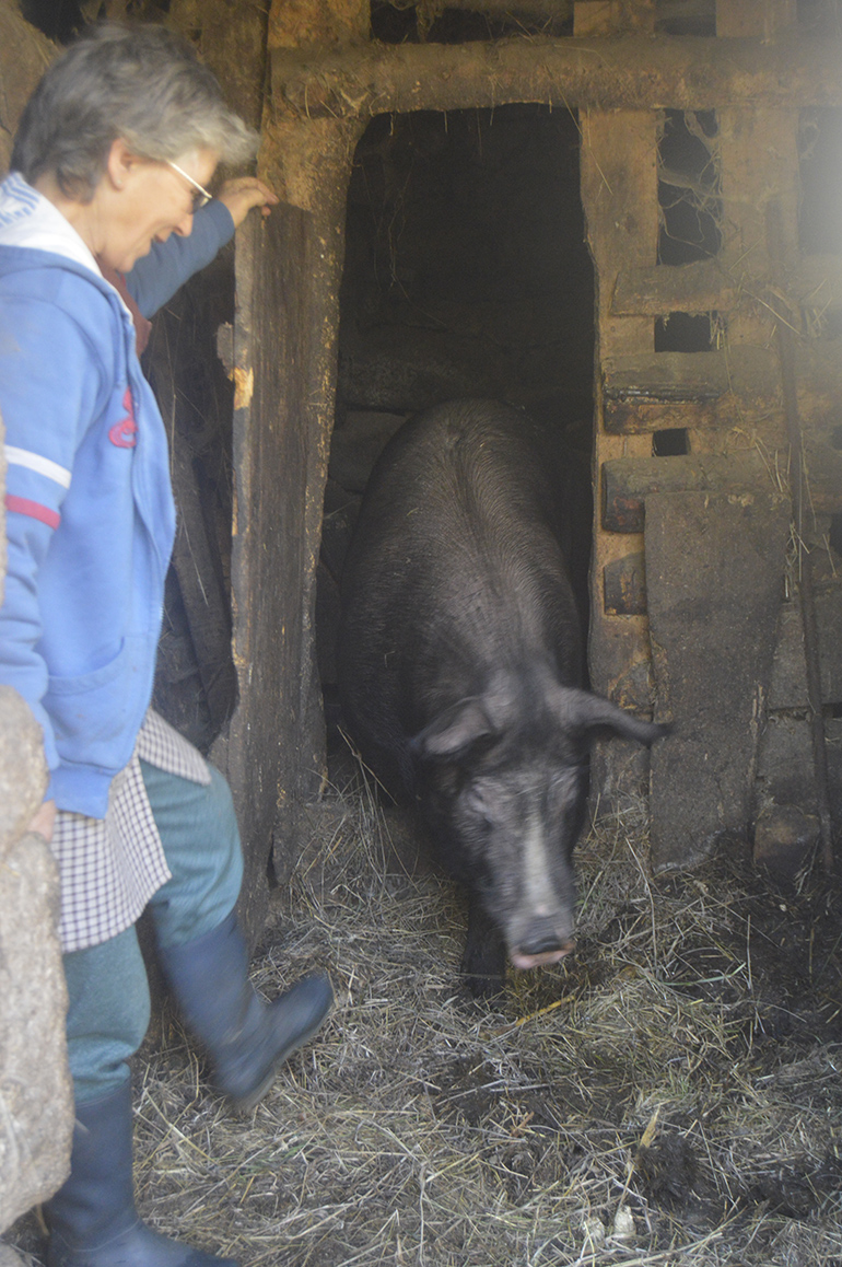 Iracema Coelho e o porco