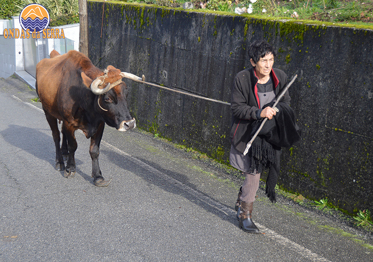 Maria Idalina de Fuste e a sua bonita vaca