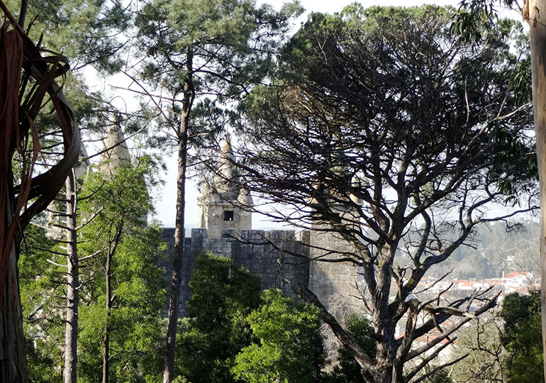 Plantação de árvores na Mata do Castelo