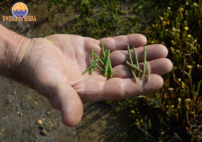 Salicórnia em Ovar