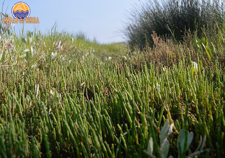 Salicórnia em Ovar