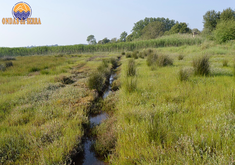 Salicórnia em Ovar
