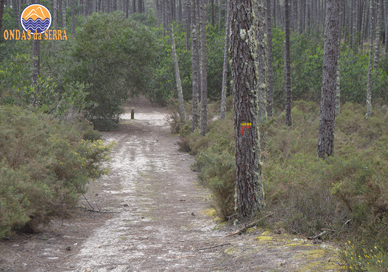 Perímetro Florestal das Dunas de Ovar - PR1 Trilho da Floresta - Ovar