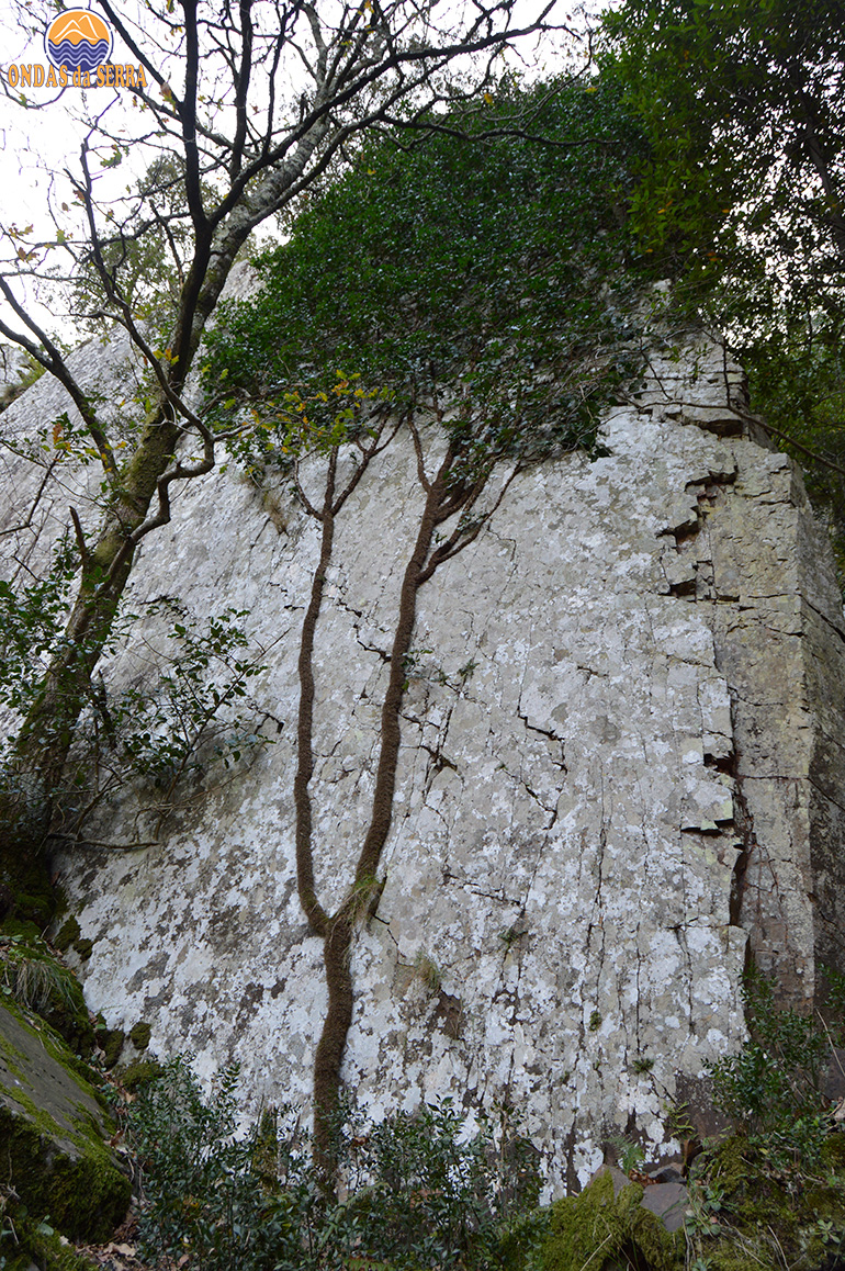 Hera - Biodiversidade da Aldeia da Pena