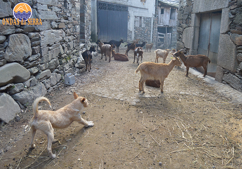 Rebanho comunitário de cabras de Covas do Monte