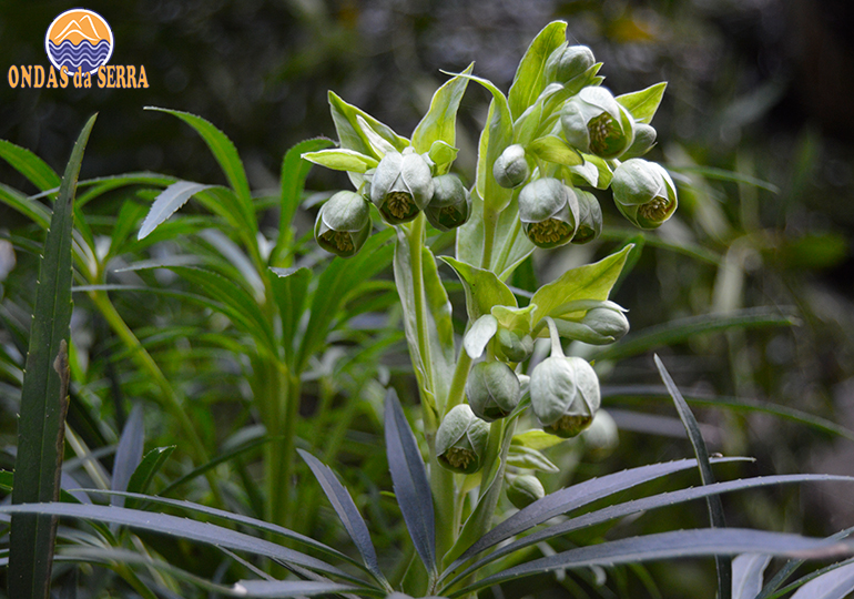 Erva-besteira - Biodiversidade da Aldeia da Pena