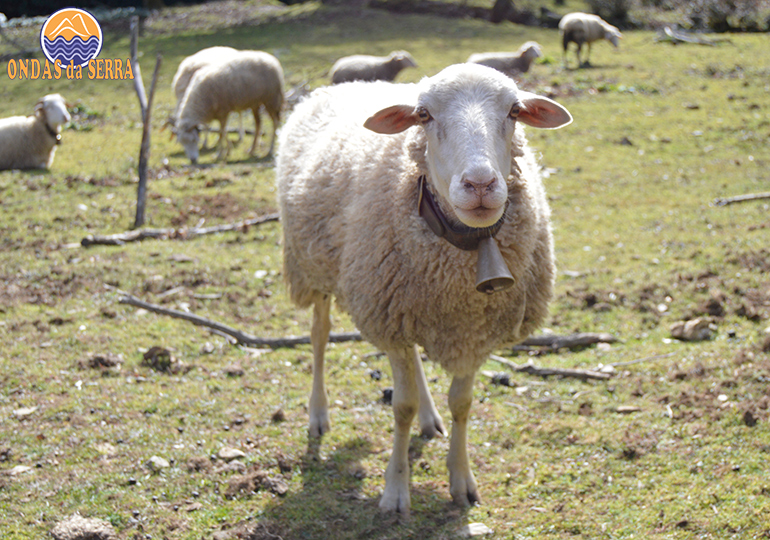 Ovelhas na Aldeia da Pena