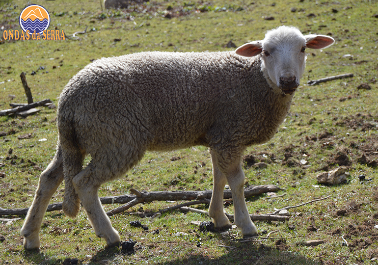 Ovelhas na Aldeia da Pena