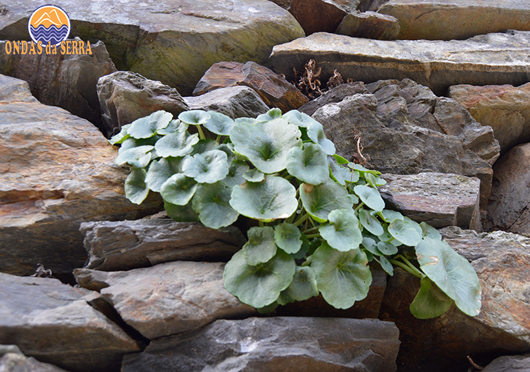 Umbigo-de-Vénus - Biodiversidade da Aldeia da Pena