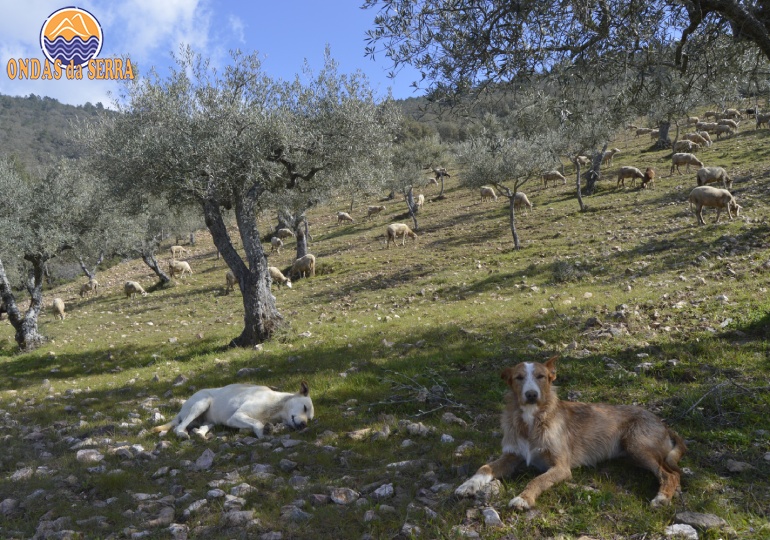 Cães de guarda a rebanho de ovelhas- Maçores - Torre de Moncorvo
