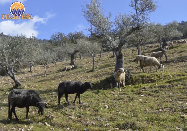 Rebanho de ovelhas da raça autóctone Churra Galega Bragançana - Mançores - Torre de Moncorvo