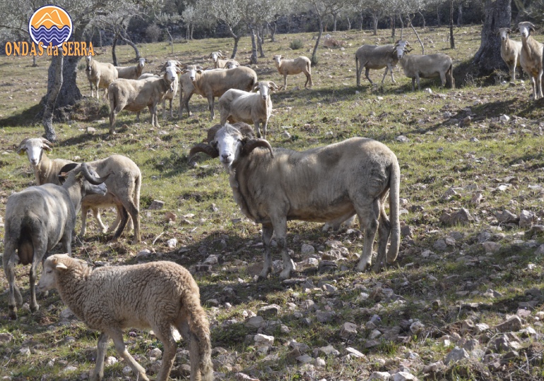 Rebanho de ovelhas da raça autóctone Churra Galega Bragançana - Mançores - Torre de Moncorvo
