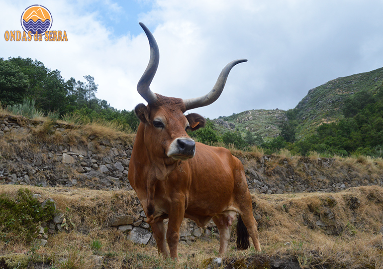Gado bovino da raça Cachena - Percurso Pedreste PR24 – Trilho dos Socalcos do Sistelo