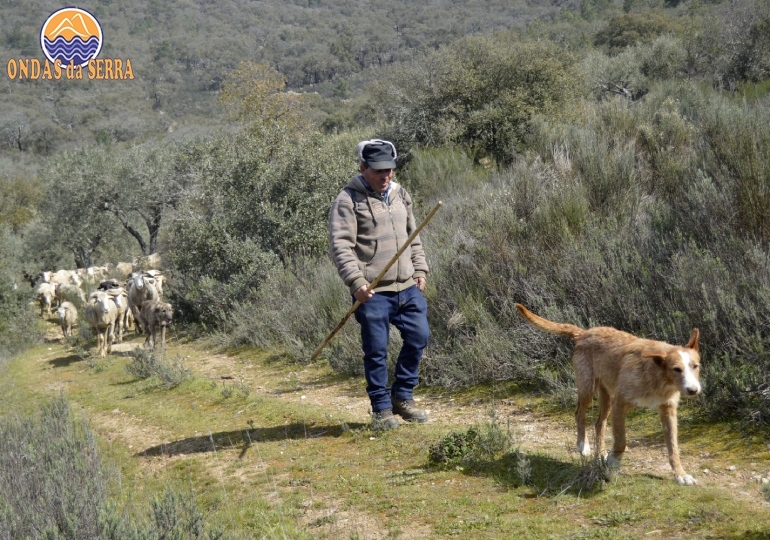 Pastor Transmontano guarda ovelhas da raça Churra
