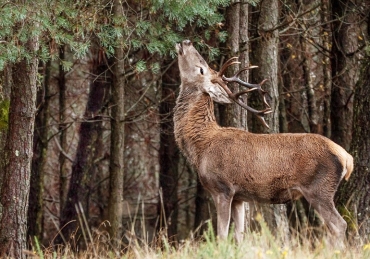 Veados: depois de extintos há hoje mais de 3000 na região da Serra da Lousã